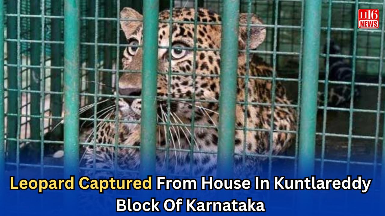 Leopard Captured From House In Kuntlareddy Block Of Karnataka